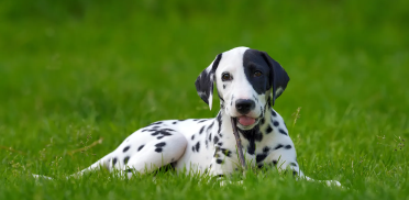 dalmatian-dog-outdoors-in-summer-PYLMQSB.webp