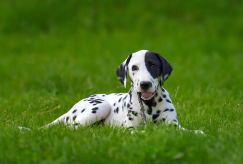 dalmatian-dog-outdoors-in-summer-PYLMQSB.webp